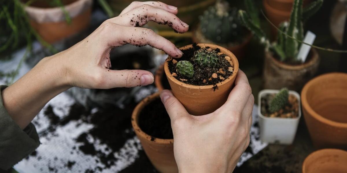 Hands Planting Seeds in a Pot