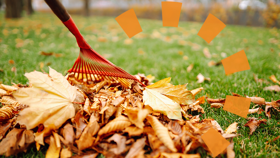 A rake full of leaves to be disposed of. 