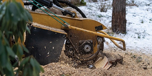  A Stump Grinder Cutting a Tree Stump